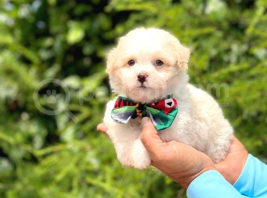 Yavru Maltipoo görsel