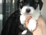 Terrier Yavrular Yeni Evlerine Gitmeye Hazırlar
