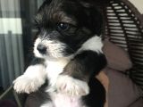Terrier Yavrular Yeni Evlerine Gitmeye Hazırlar