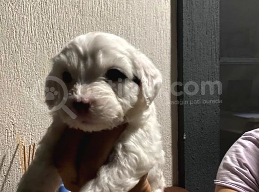 Terrier Yavrular Yeni Evlerine Gitmeye Hazırlar görsel