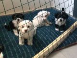 Terrier Yavrular Yeni Evlerine Gitmeye Hazırlar