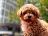 Sağlık Garanti̇li̇ Toy Poodle