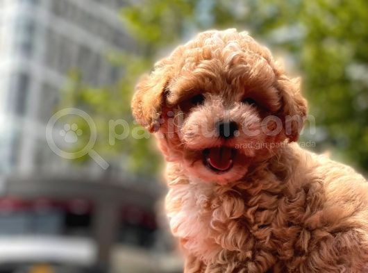 Sağlık Garanti̇li̇ Toy Poodle görsel