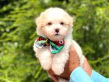 Yavru Maltipoo