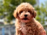 Sağlık Garanti̇li̇ Toy Poodle