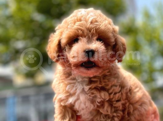 Sağlık Garanti̇li̇ Toy Poodle görsel