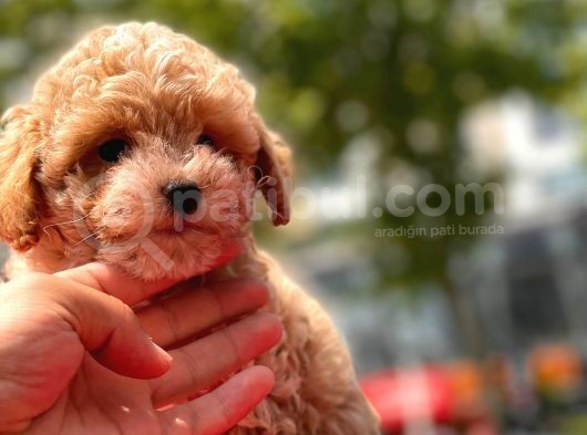 Sağlık Garanti̇li̇ Toy Poodle
