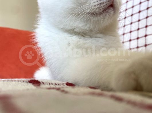 Uyguna Vereceğim Son Yavrum görsel