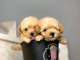 Irk Ve Sağlık Garantili Apricot Toy Poodle Yavrularımız
