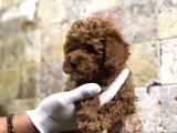 Toy Poodle Yavrular