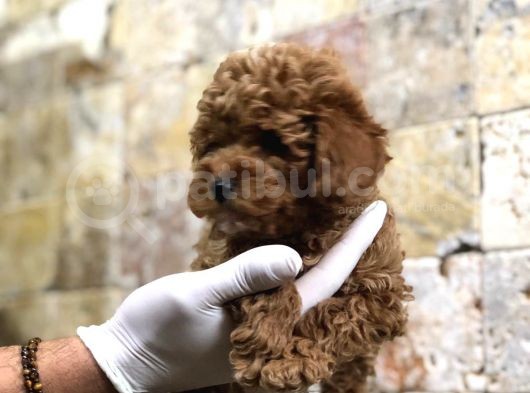 Toy Poodle Yavrular