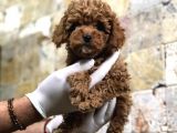 Toy Poodle Yavrular