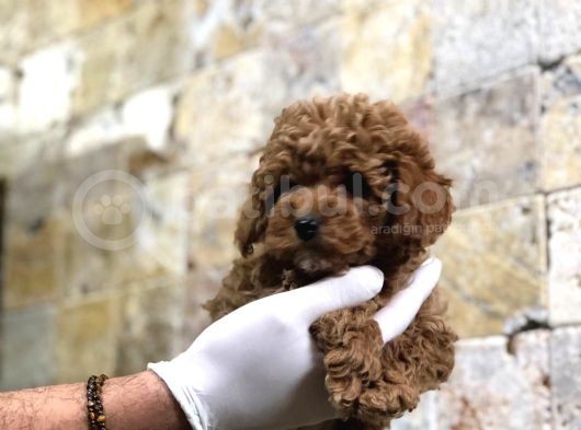 Toy Poodle Yavrular görsel