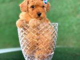 Mini Toy Poodle Yavrular