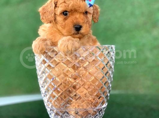 Mini Toy Poodle Yavrular
