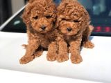 Toy Poodle Yavrular (Red, Red Brown, Apricot, Silver, Siyah)