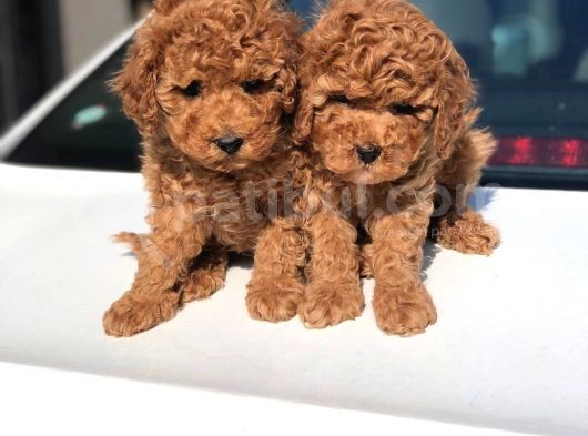Toy Poodle Yavrular (Red, Red Brown, Apricot, Silver, Siyah)