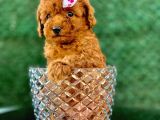 Mini Toy Poodle Yavrular