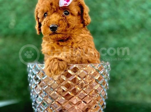 Mini Toy Poodle Yavrular görsel