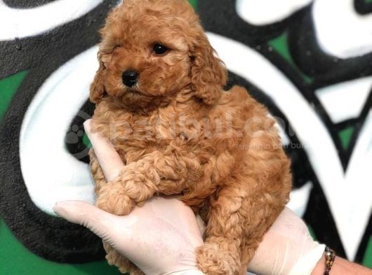Toy Poodle Yavrular (Red, Red Brown, Apricot, Silver, Siyah) görsel