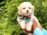 A Kalite Maltipoo Yavrular