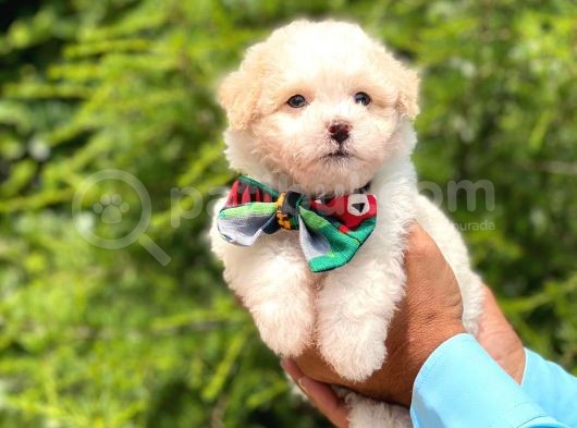A Kalite Maltipoo Yavrular görsel