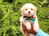 A Kalite Maltipoo Yavrular