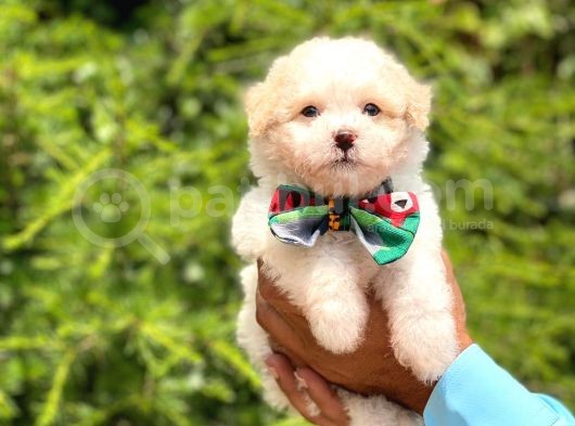 A Kalite Maltipoo Yavrular görsel
