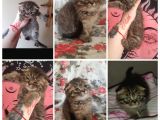 Uygun Scottish Fold Ve Straight Kardeşler