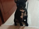 5 Aylık Blue Irk French Bulldog
