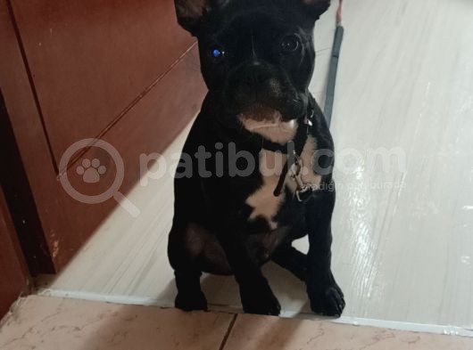 5 Aylık Blue Irk French Bulldog görsel