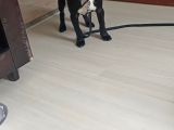5 Aylık Blue Irk French Bulldog