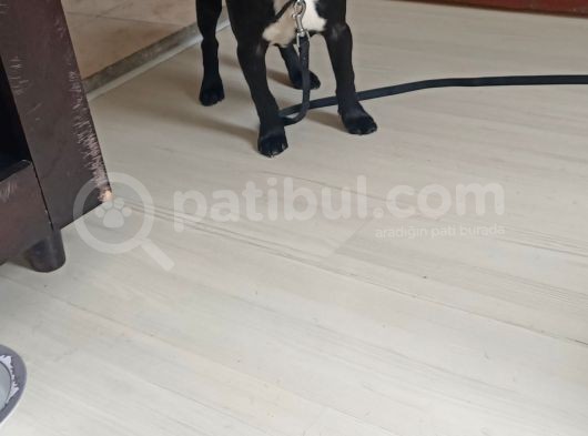 5 Aylık Blue Irk French Bulldog görsel