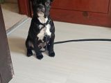 5 Aylık Blue Irk French Bulldog