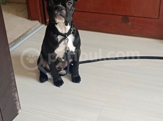 5 Aylık Blue Irk French Bulldog