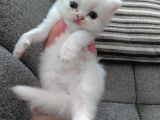 Safkan Anne Altından Chincilla