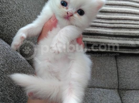 Safkan Anne Altından Chincilla görsel