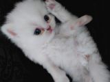 Safkan Anne Altından Chincilla
