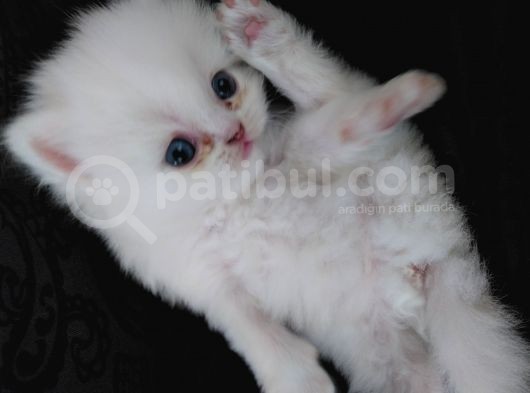Safkan Anne Altından Chincilla