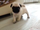 Erkek Pug Mamaya Düştü 3 Tane Vardır