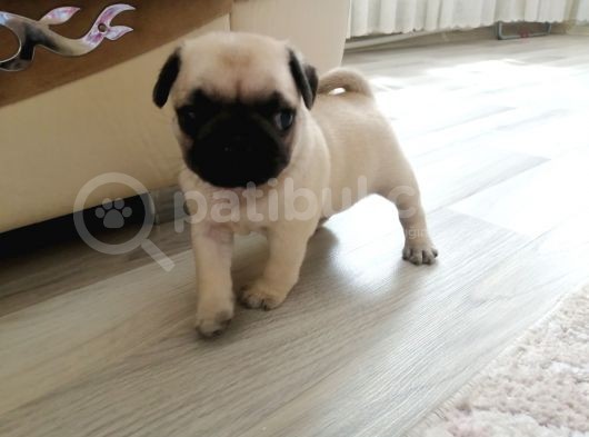 Erkek Pug Mamaya Düştü 3 Tane Vardır görsel