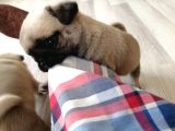 Erkek Pug Mamaya Düştü 3 Tane Vardır