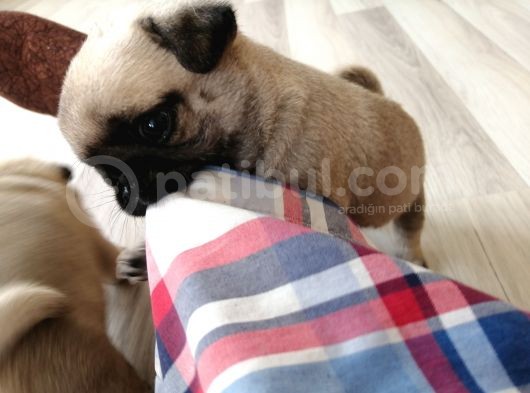 Erkek Pug Mamaya Düştü 3 Tane Vardır görsel