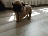 Erkek Pug Mamaya Düştü 3 Tane Vardır