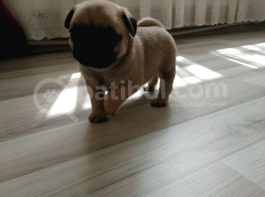 Erkek Pug Mamaya Düştü 3 Tane Vardır görsel