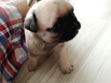 Erkek Pug Mamaya Düştü 3 Tane Vardır
