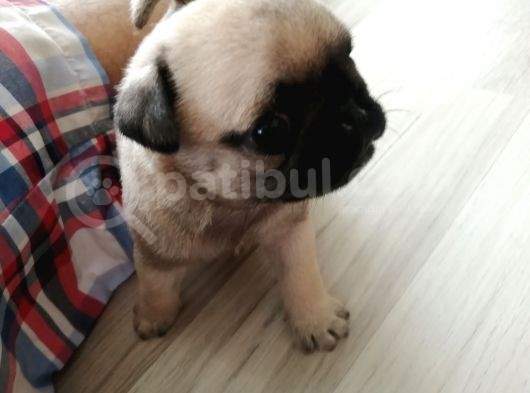 Erkek Pug Mamaya Düştü 3 Tane Vardır görsel