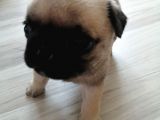 Erkek Pug Mamaya Düştü 3 Tane Vardır