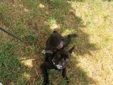 5 Aylık Blue Irk French Bulldog