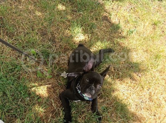 5 Aylık Blue Irk French Bulldog görsel